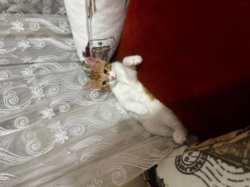 2.5 aylık dünya tatlısı bebek fotoğraf