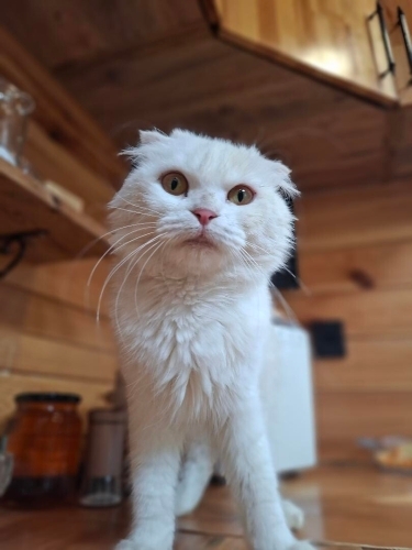 İnci, 1 yaşında dişi fotoğraf