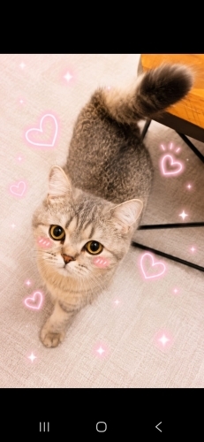 Ücretsiz sahiplenme British kedi fotoğraf