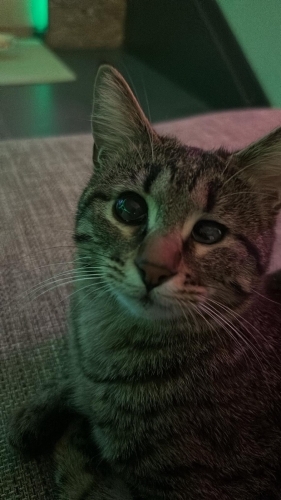 Afife'ye acil yuva arıyoruz. fotoğraf
