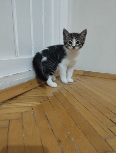 annesi tekir olan 2 aylık için acil yuva aranıyor. fotoğraf