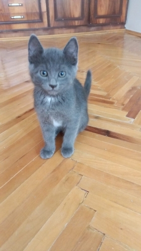 annesi tekir olan british shorthair kırma 2 aylık fotoğraf