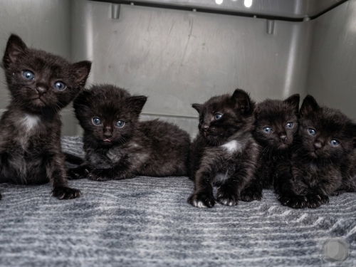GÖLGE KEDİLER.. fotoğraf