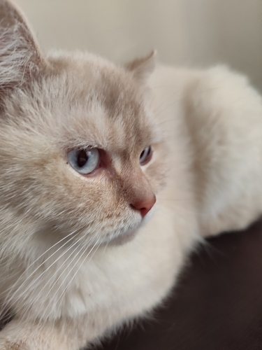 Sakin kendi halinde güzel bir kedi fotoğraf