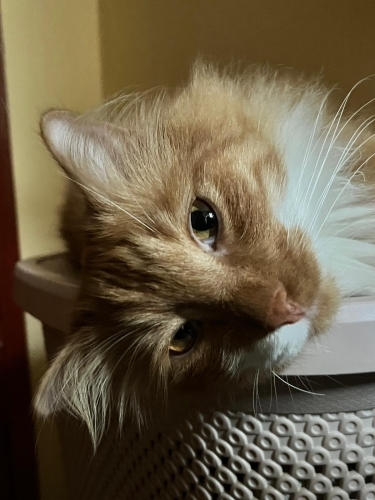 Acil Yuva Arayan Sarman Kedi fotoğraf