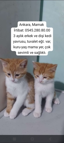 Acil yavrulara yuva fotoğraf