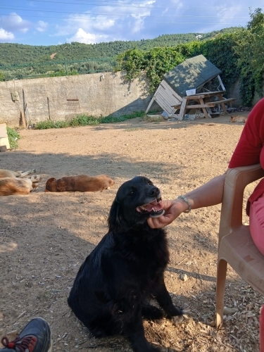 Barinaktan kurtarildi. Ucretsiz sahiplendirilecek fotoğraf