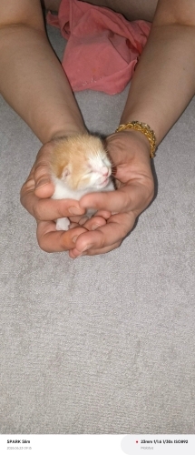 Şanslıya yuva olurmusunuz fotoğraf