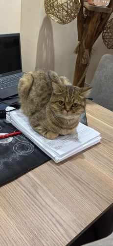 Mia ya yuva arıyoruz fotoğraf