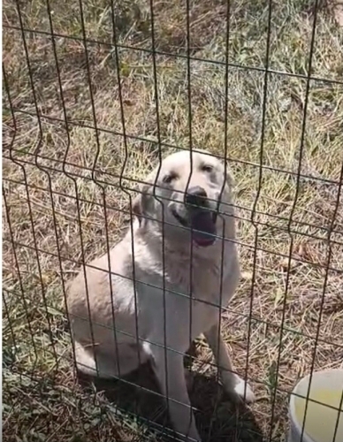 Gofret Tatlı Surat Yuva Arıyor fotoğraf