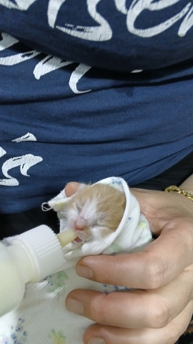 Sanslıya yuva olurmusunuz fotoğraf