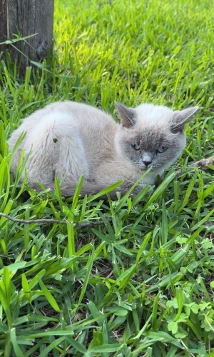 Sokağa atılan british blue point fotoğraf
