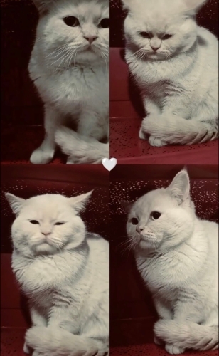 Oğluşumuza yeni yuva arayışındayız 💙🐾 fotoğraf
