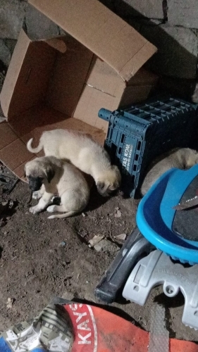 cesur,tony,gariban 3 yavru hepsi beraber verilecek ücretsiz fotoğraf