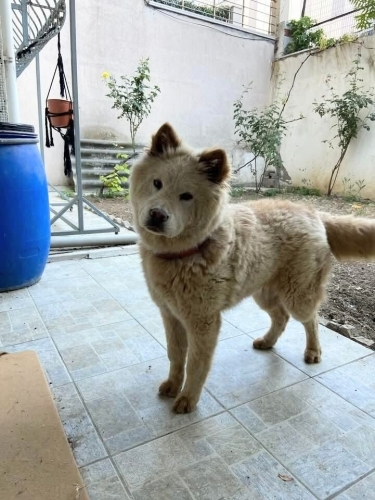 Ücretsiz Çin aslanı kırması, 8 aylık, kısır, dişi, tuvalet eğitimi var. fotoğraf