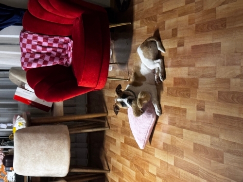 French bulldog terrier kirmasi fotoğraf