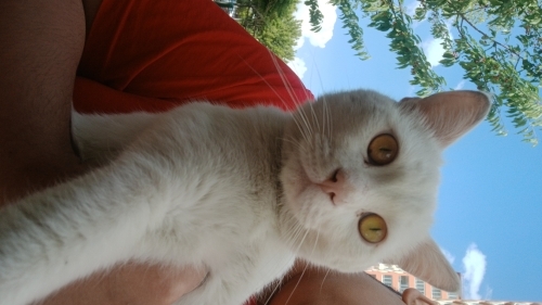 Acill Yuva Oğluşumuza Sokakta İnsanlar Dövüyor fotoğraf