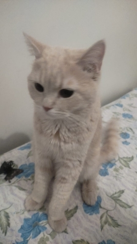 Balın ailesi olur musunuz fotoğraf
