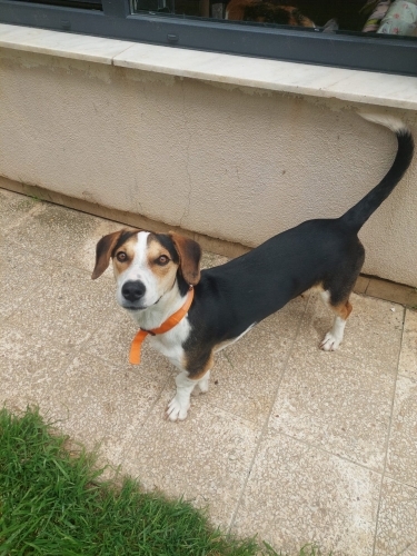 Ücretsiz sahiplenme beagle küçük irk fotoğraf