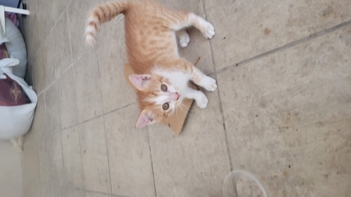 Cana Yakın Sarı Yavrum Annesi gibi güzel fotoğraf