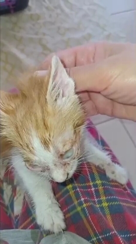 Çok acil süt anne veya bakımından anlayan gönüllü aranıyor fotoğraf