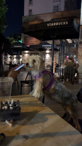 İstanbul pendik tarafı ücretsiz sahiplendirme fotoğraf