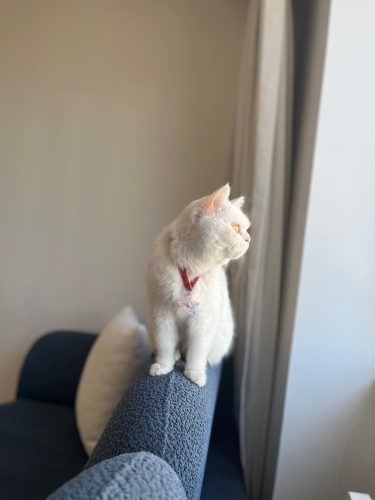 Pamuğa yuva arıyoruz fotoğraf