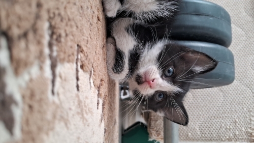 Ankara Mamak 1 aylık yavru kedi fotoğraf