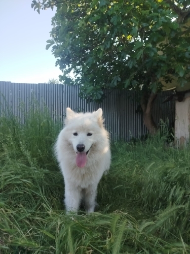 Oyuncu ve Uysal 19 aylık Alaska kurdu fotoğraf