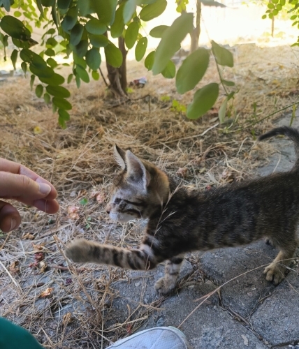 ANNESİZ KÜÇÜK KEDİ fotoğraf