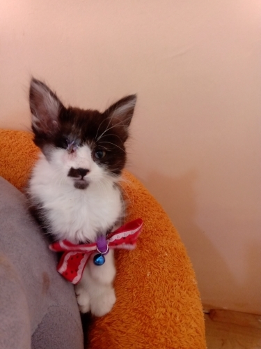ACILARIN KEDİSİYİM. Mia fotoğraf