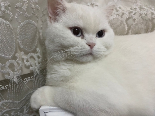 1 yaşinda uysal kizimiza yuva arıyoruz. fotoğraf