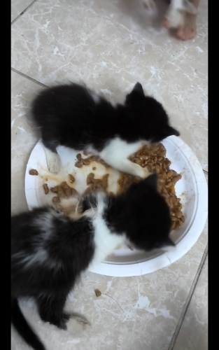 3 yavru kedi 2 dişi 1 erkek fotoğraf
