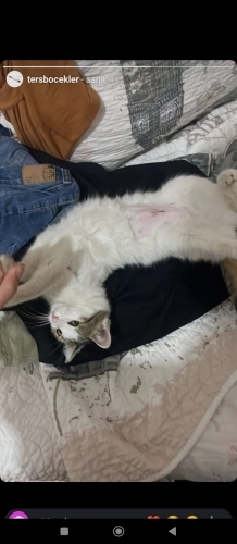 1stismardan kurtarılan kısır dişi kedi fotoğraf