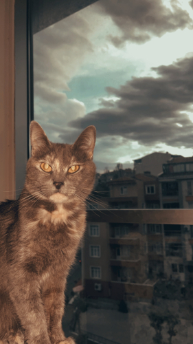 İlgiyi çok sever, öyle hırçın asabi hareketleri yok tekir olmasına rağmen fotoğraf