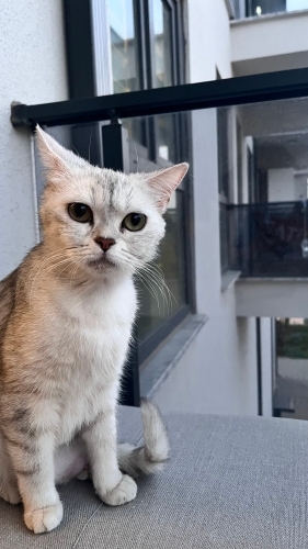 Acil yuva arıyor fotoğraf