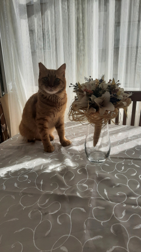 Neşeli, Gezgin, Oyuncu, Meraklı, Dubaracı Tam Bir Sarman! fotoğraf