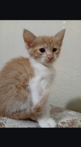 guzel kızımıza guzel bir yuva🐾 fotoğraf