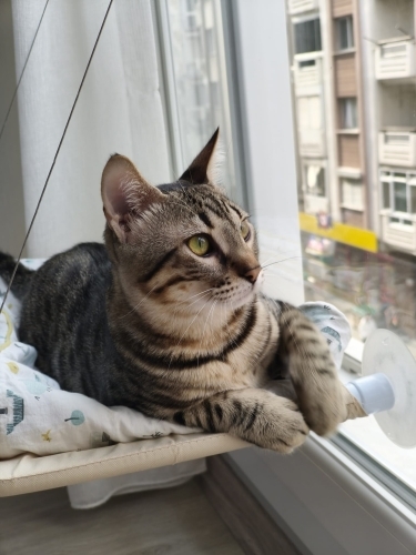 Sakin, uyumlu, eğlenceli fotoğraf
