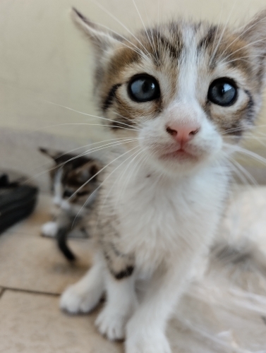 Oyuncu yavrumuza yuva arıyoruz. fotoğraf