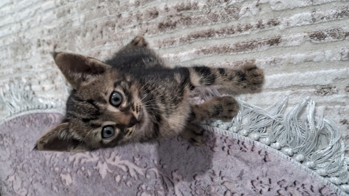 Ankara Mamak 1 aylık yavru kedi fotoğraf