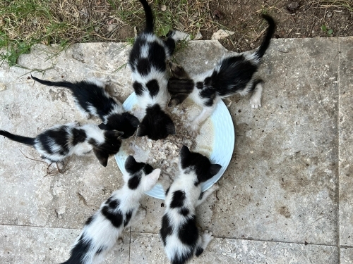 6 Smokin Kardeş Yuva Arıyor, İzmir, Güzelbahçe fotoğraf