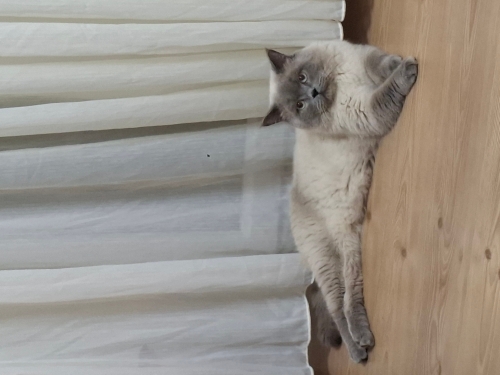 British Shorthair Erkek 2 Yaşında fotoğraf