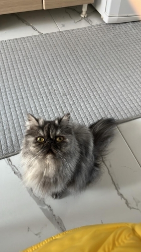 Kedime yuva arıyorum fotoğraf