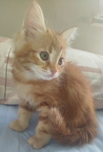 Evinizde olması gereken bir oyunbaz fotoğraf