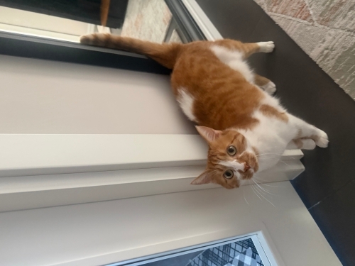 Kısır sarman kedi fotoğraf