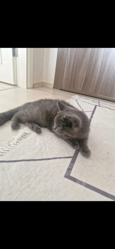 Akıllı bıdığı sahiplenririyoruz fotoğraf