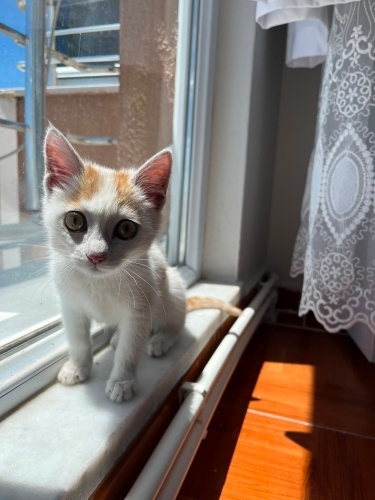 İlk günden alışan, sevgi sahibi minik Şanslı fotoğraf