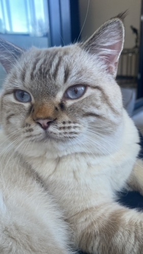 Acil sahiplendirme fotoğraf