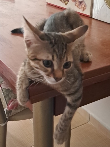 3 aylık tekir erkek yavru kum kabı ve küreği yanında fotoğraf